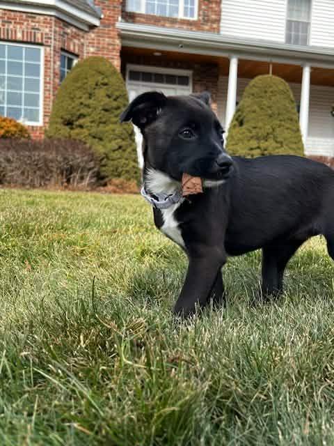 Enlarge Sheev, a Adoptable mixed breed in Franklin, MA image 5/5