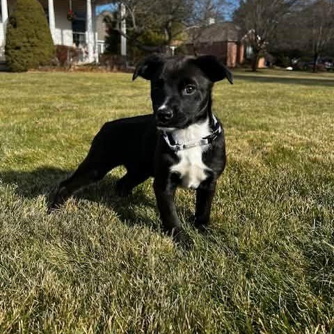 Enlarge Sheev, a Adoptable mixed breed in Franklin, MA image 1/5