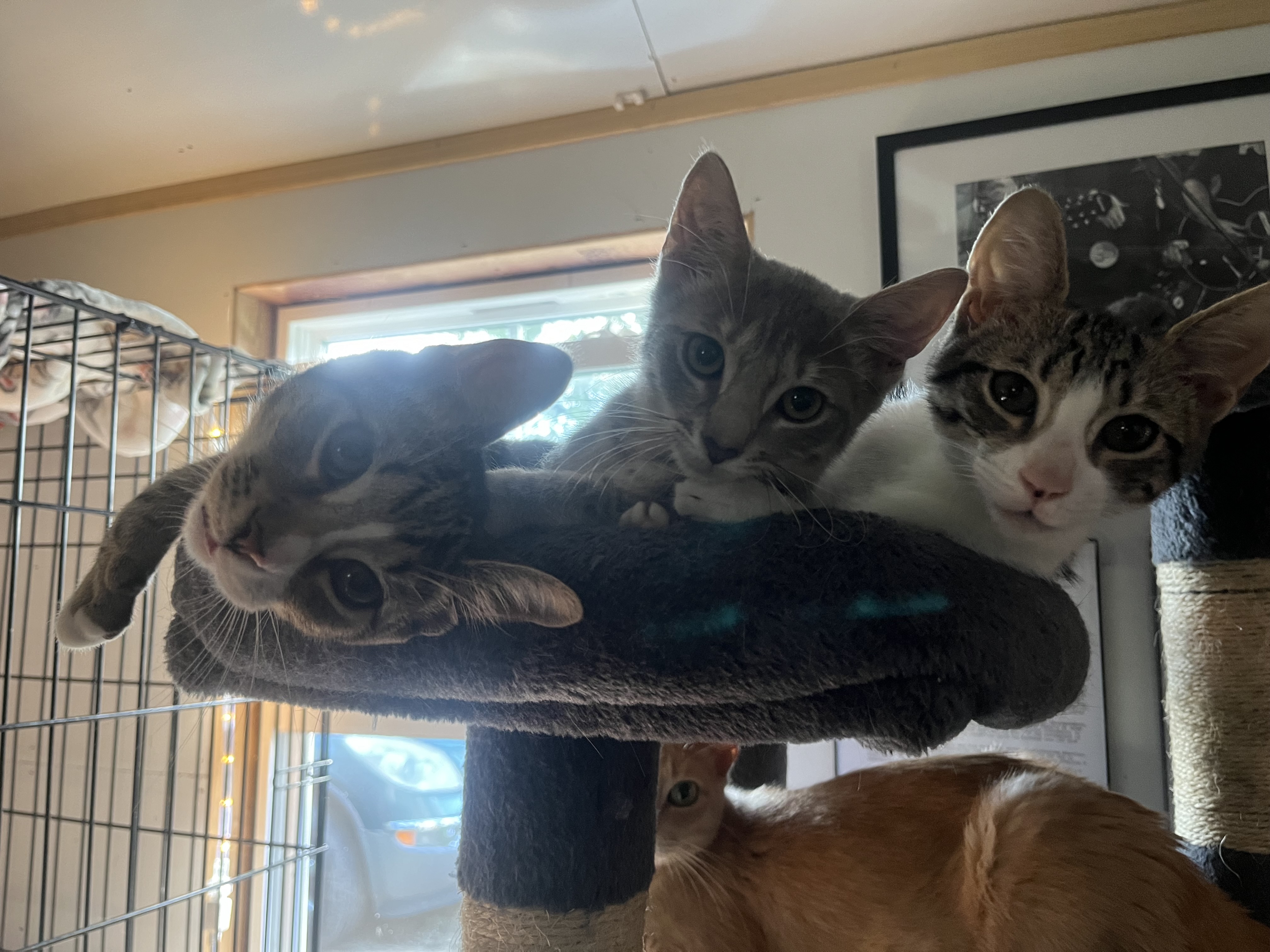 Nigel, Baby Male Domestic Short Hair