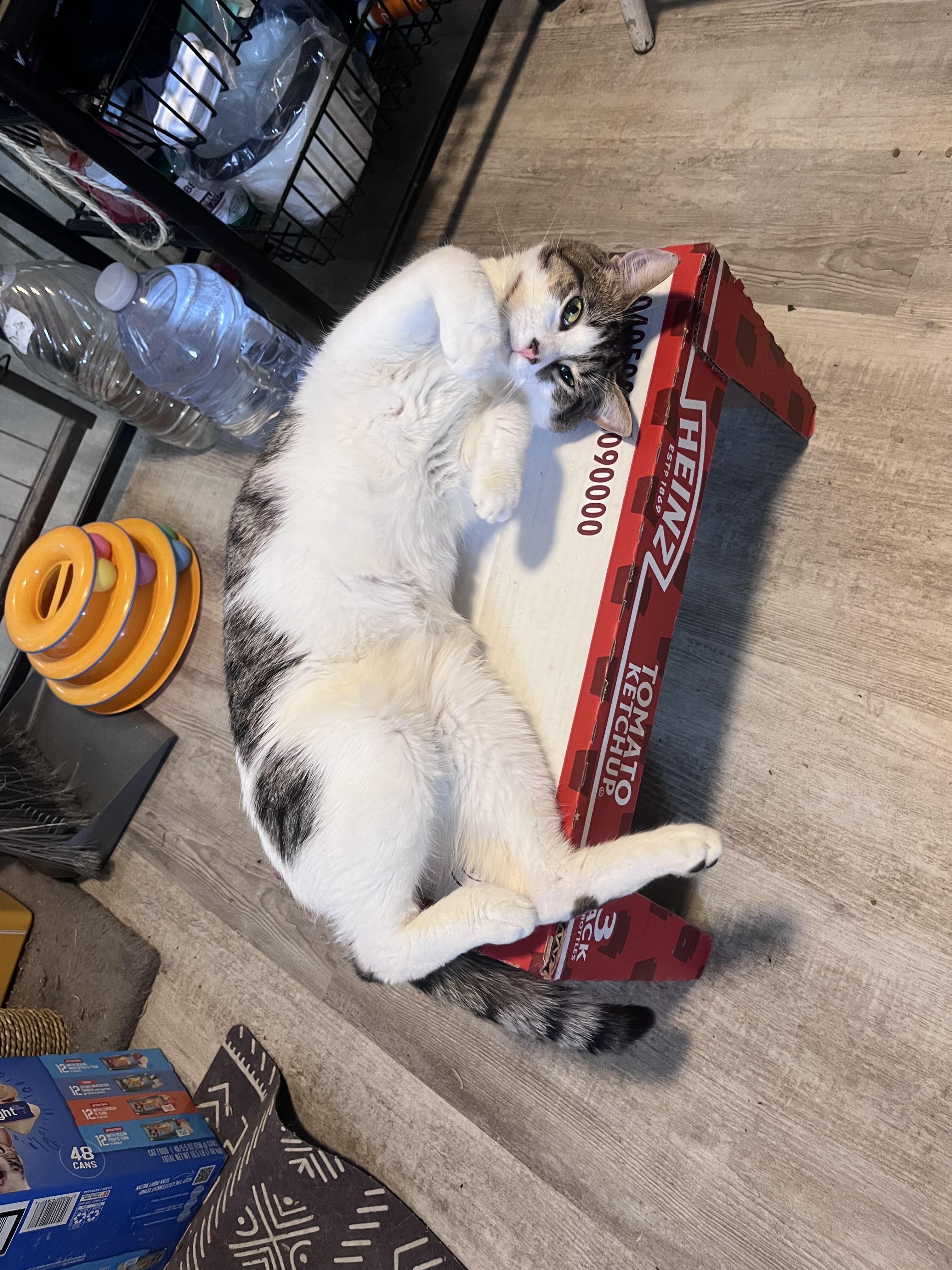 Enlarge Nigel, a Adoptable Domestic Short Hair in Baltimore, MD image 2/3