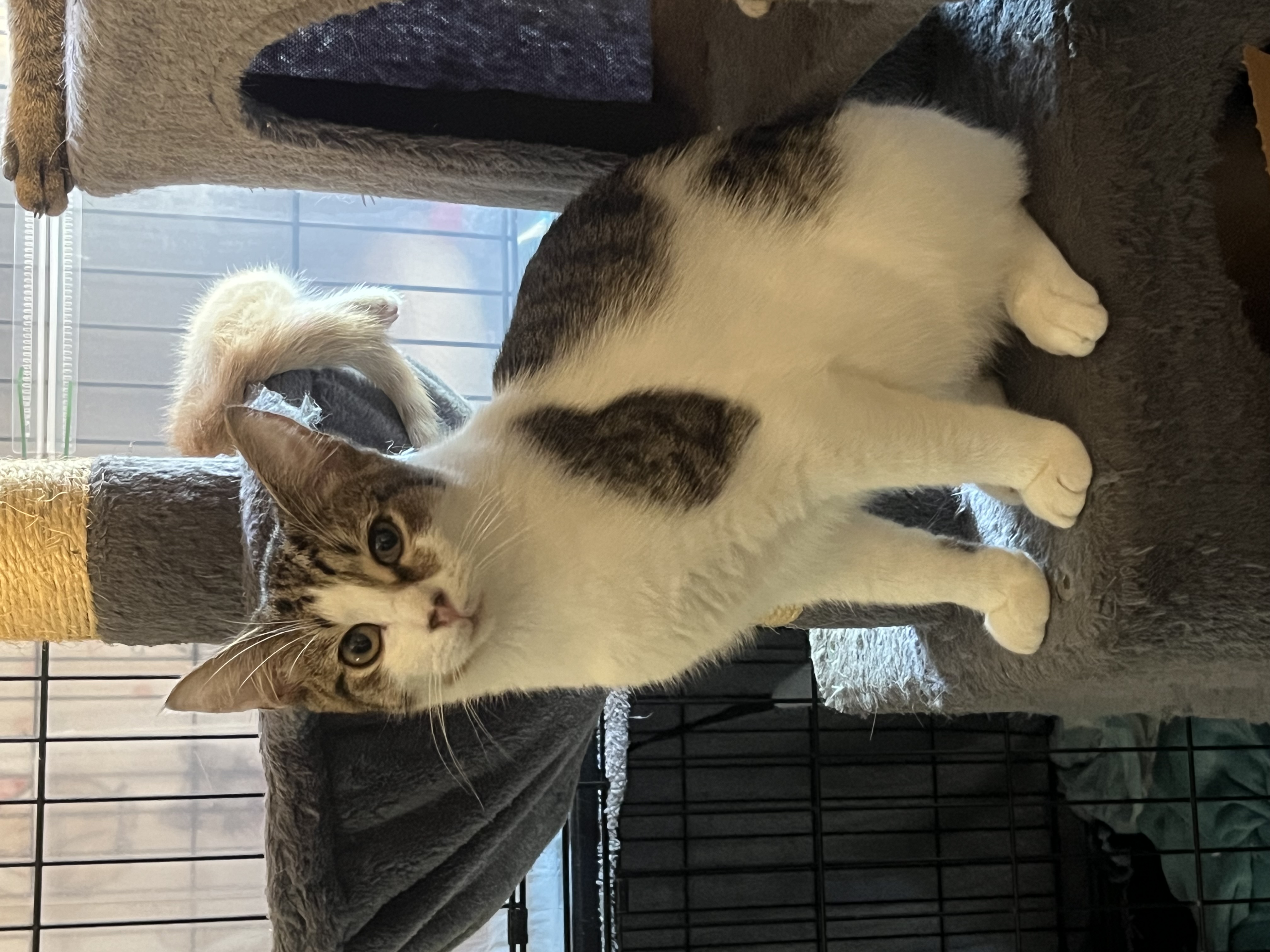 Enlarge Nigel, a Adoptable Domestic Short Hair in Baltimore, MD image 3/3