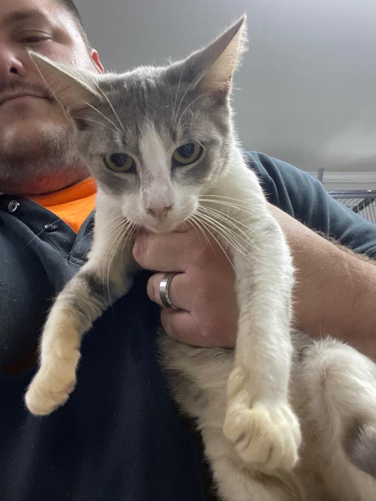 Mossy, Adoptable, Young Male Domestic Short Hair.