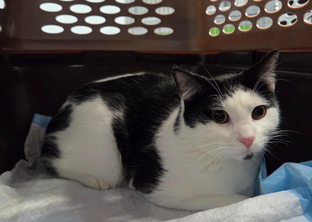 Slinky, Adoptable, Young Male Domestic Short Hair.