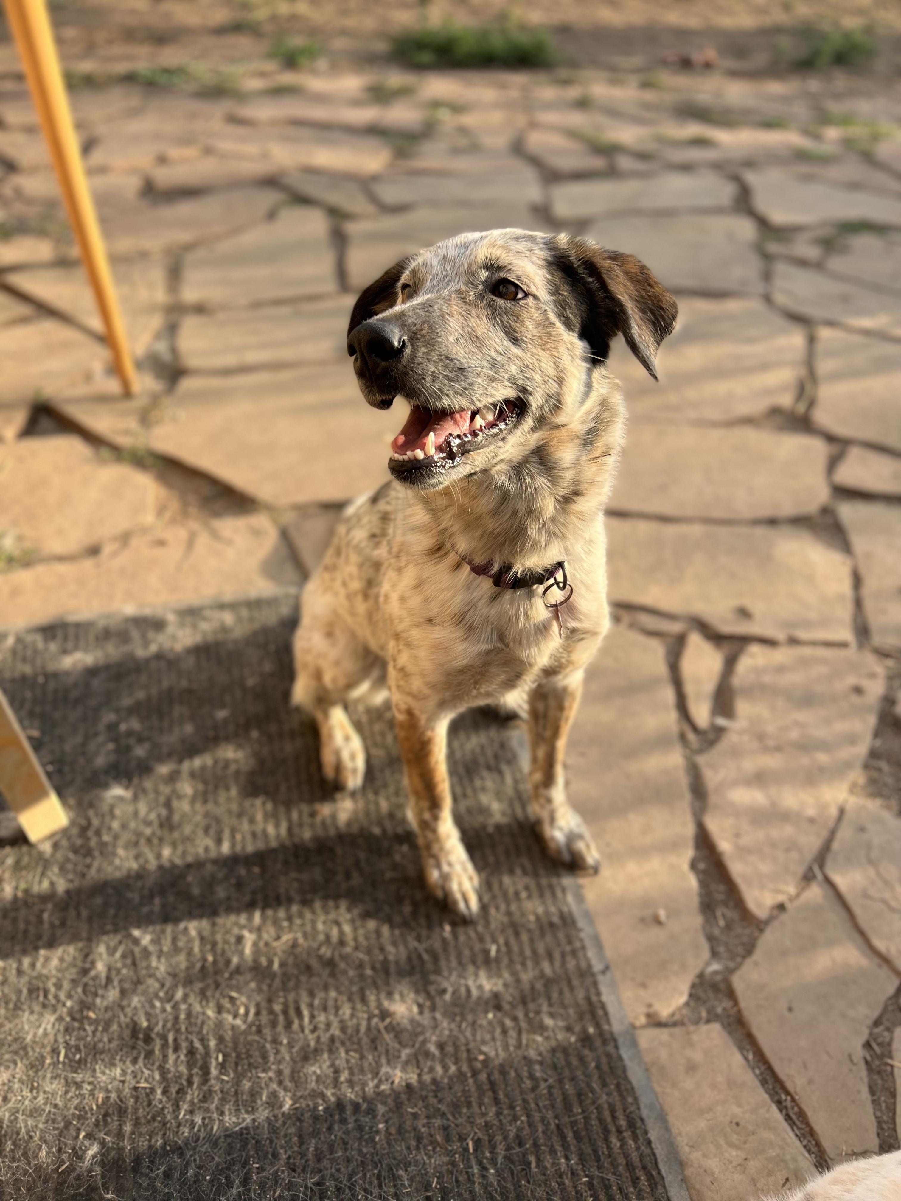Enlarge Pepper, a Adoptable mixed breed in Fort Collins, CO image 2/5