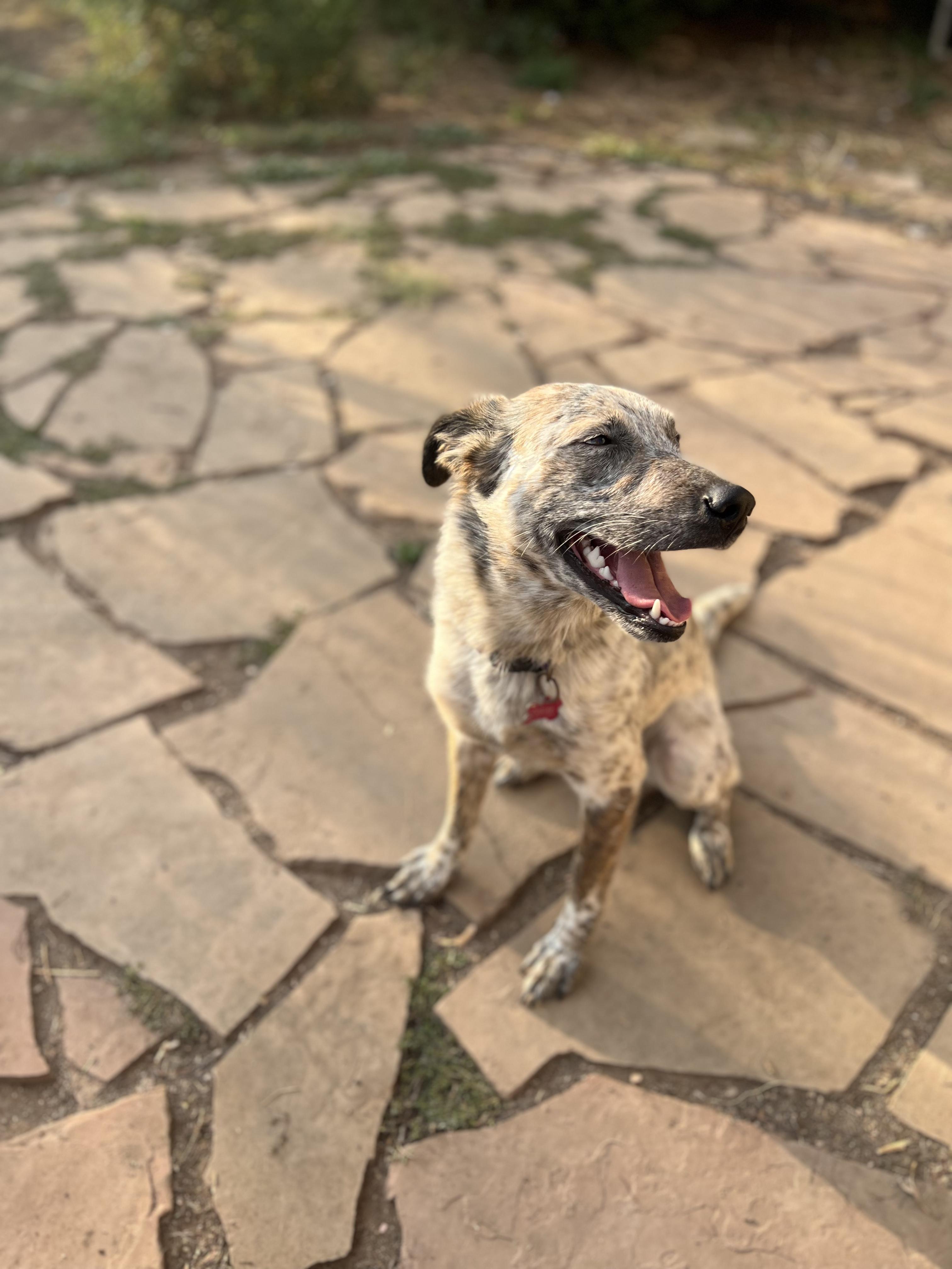Enlarge Pepper, a Adoptable mixed breed in Fort Collins, CO image 4/5