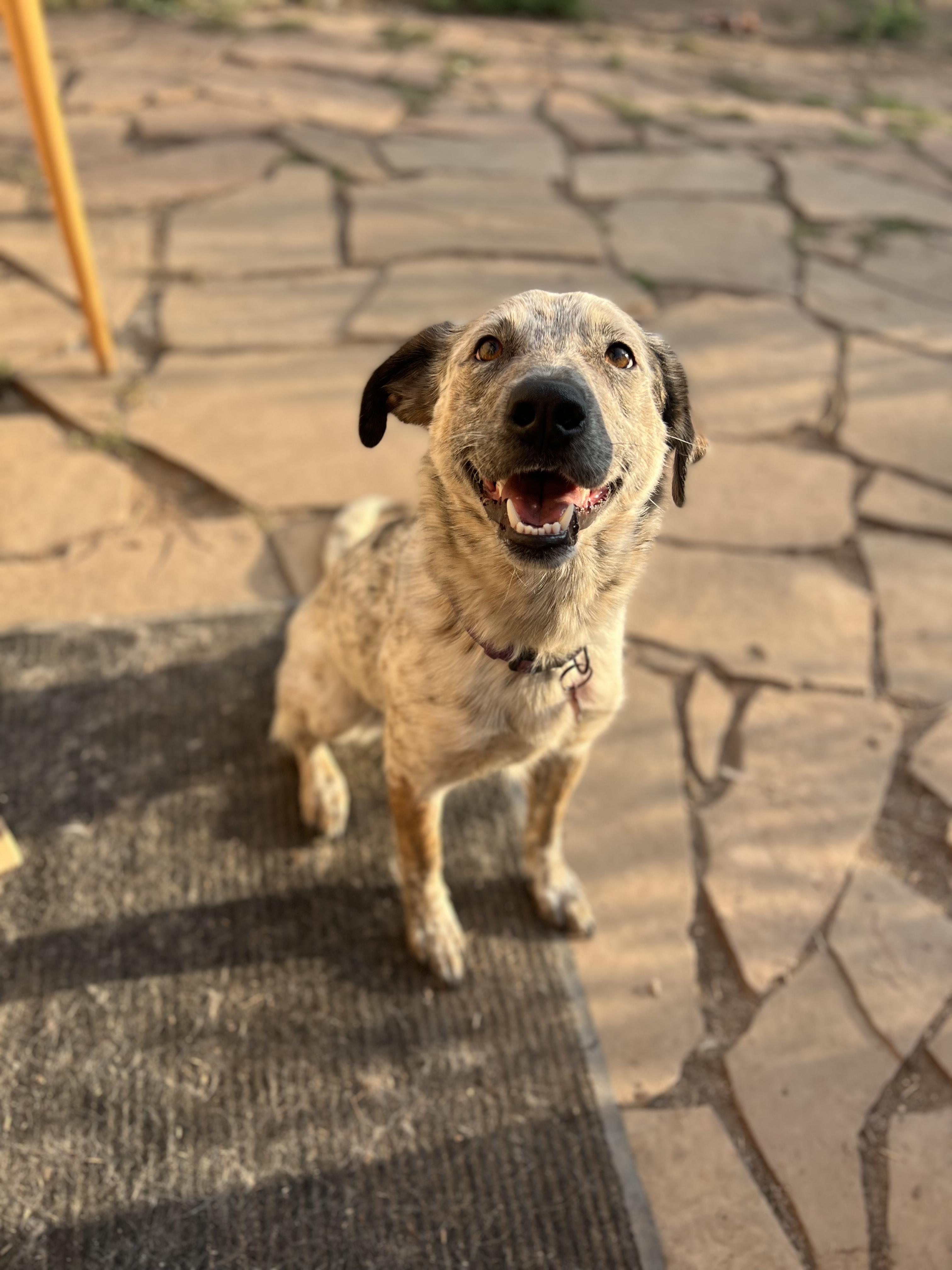 Enlarge Pepper, a Adoptable mixed breed in Fort Collins, CO image 3/5