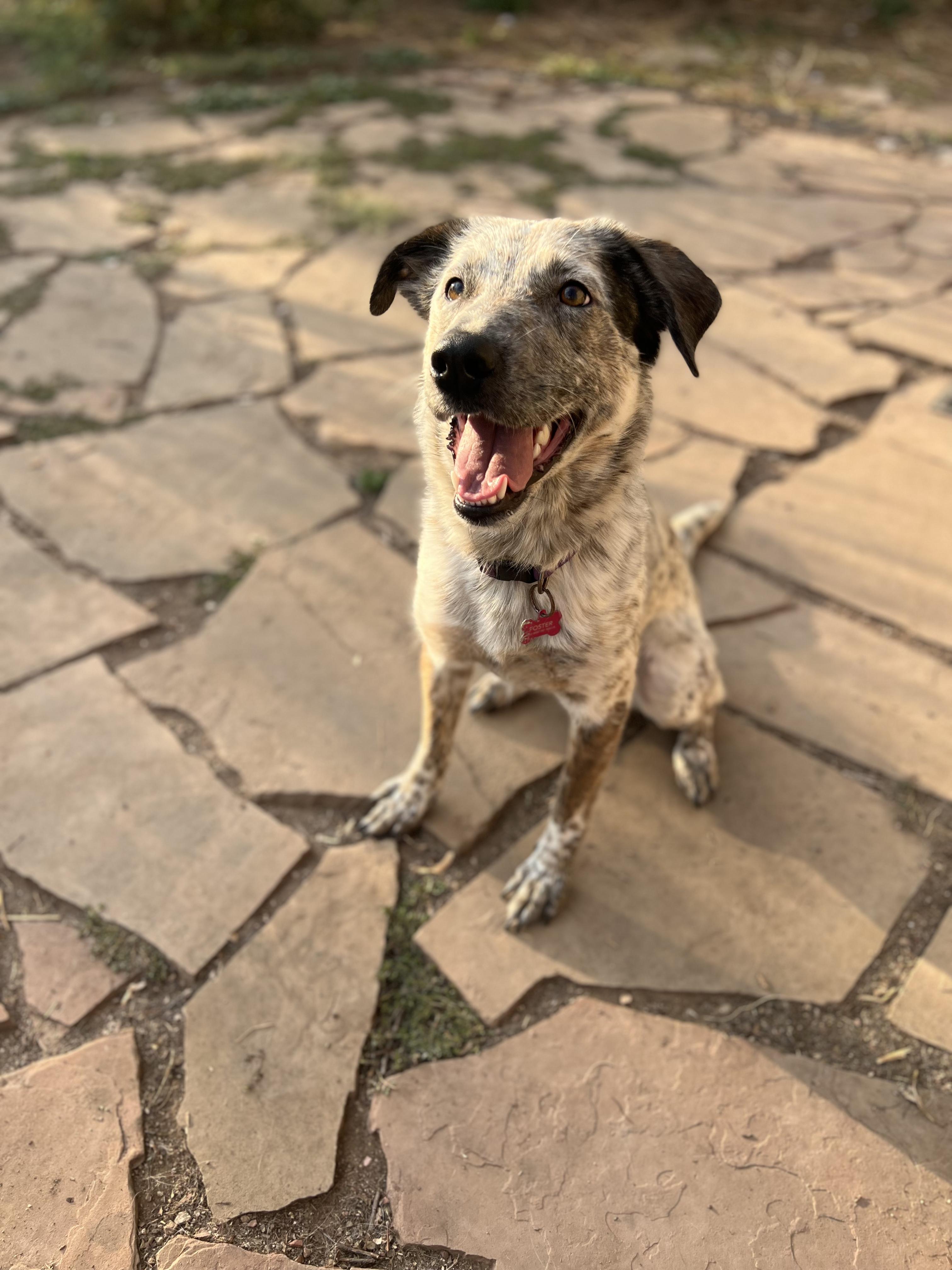 Pepper