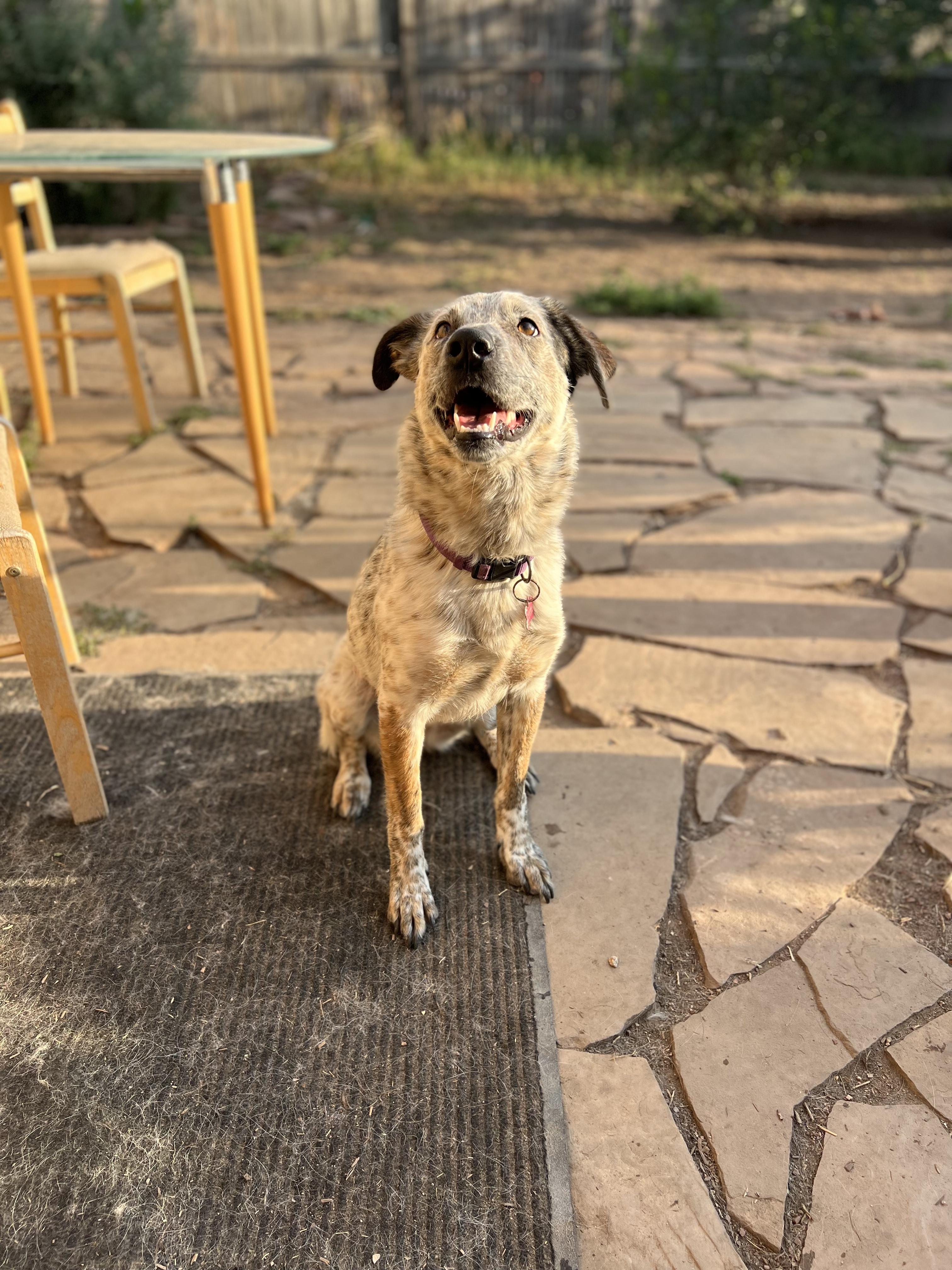 Enlarge Pepper, a Adoptable mixed breed in Fort Collins, CO image 5/5