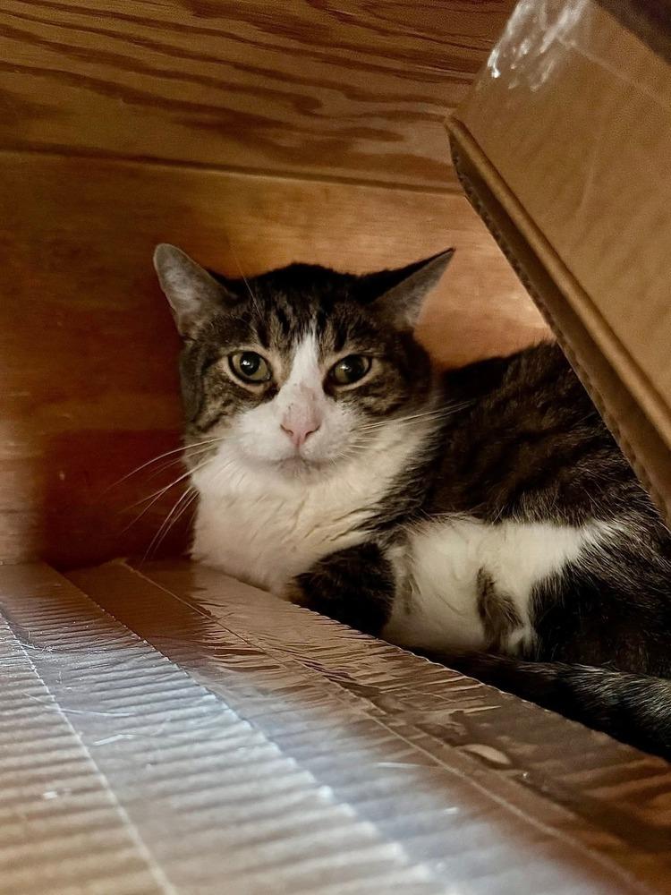 Frisky, Adoptable, Adult Male Domestic Short Hair.