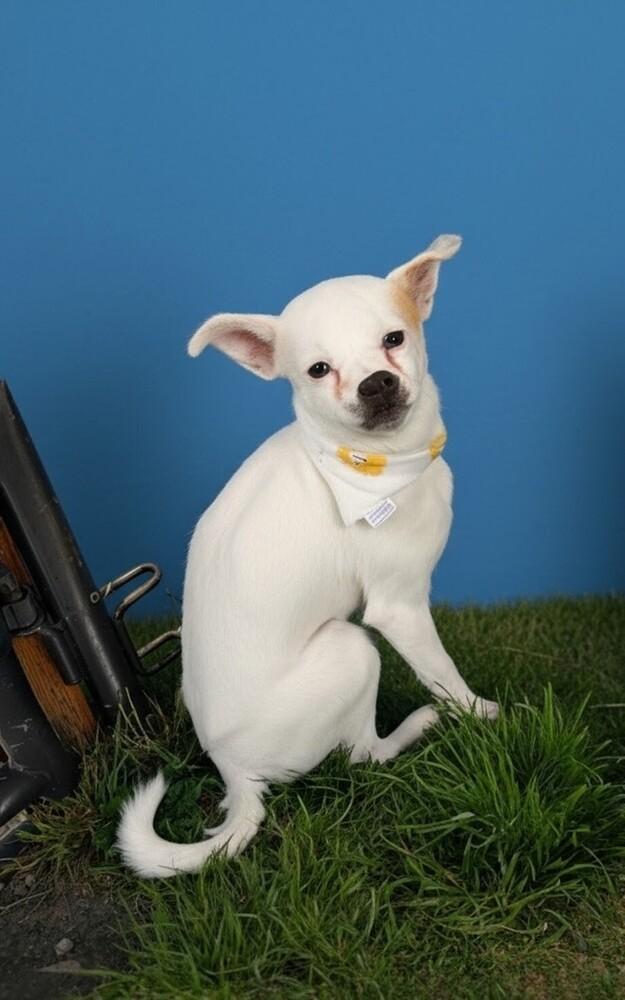 Enlarge Bluey, a Adoptable mixed breed in Draper, UT image 2/3