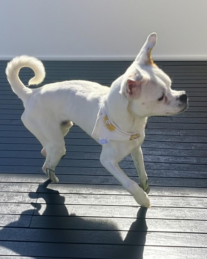 Enlarge Bluey, a Adoptable mixed breed in Draper, UT image 3/3