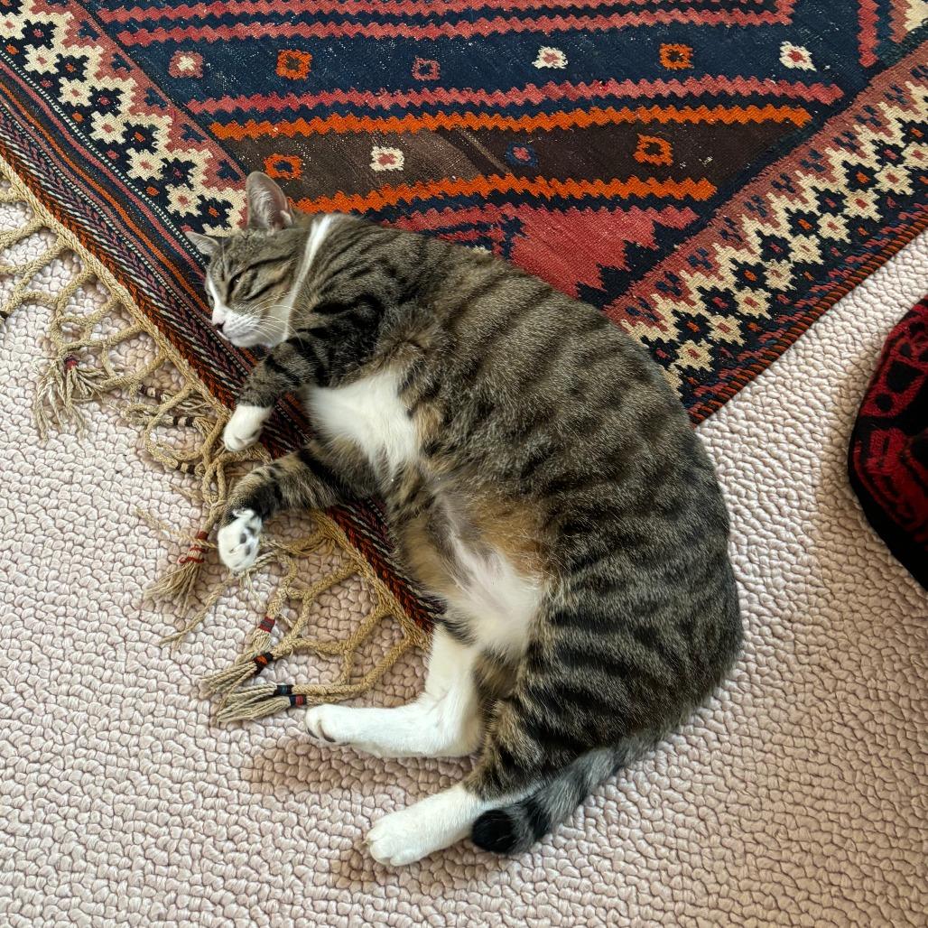 Enlarge Pepper, a Adoptable Domestic Short Hair in Hailey, ID image 2/6