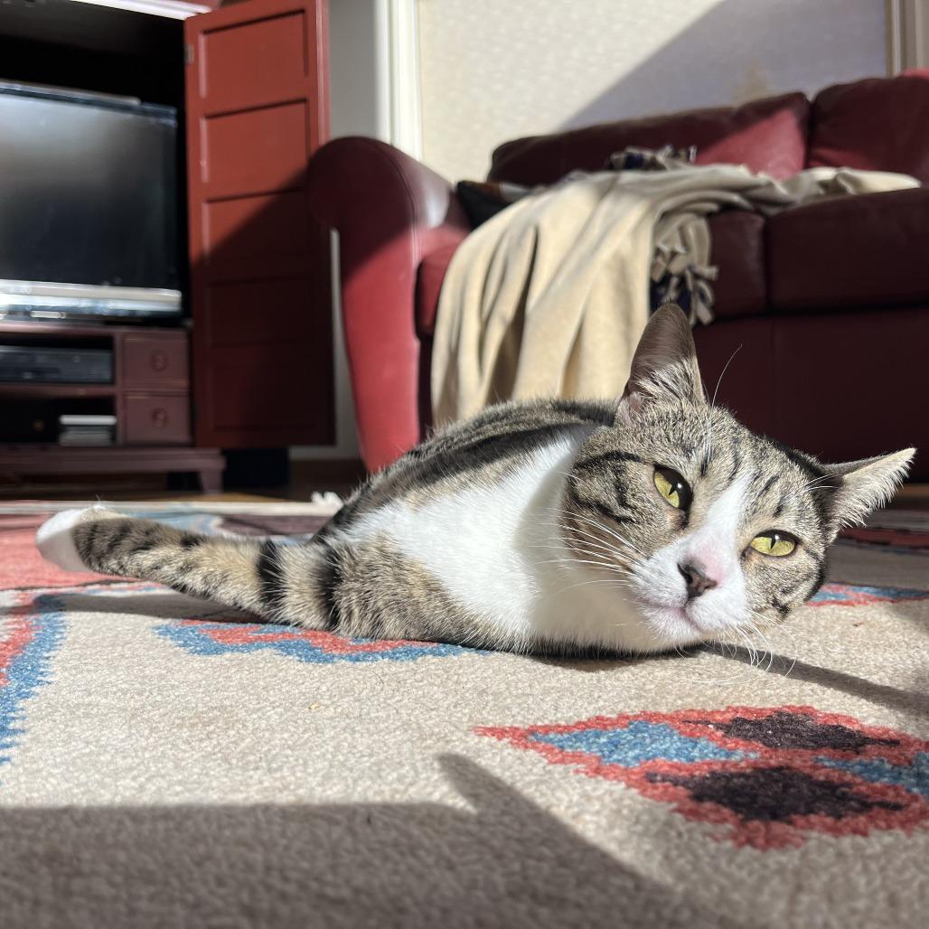 Enlarge Pepper, a Adoptable Domestic Short Hair in Hailey, ID image 6/6