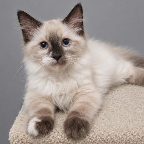 Zuri, Adoptable, Kitten Female Siamese & Snowshoe.