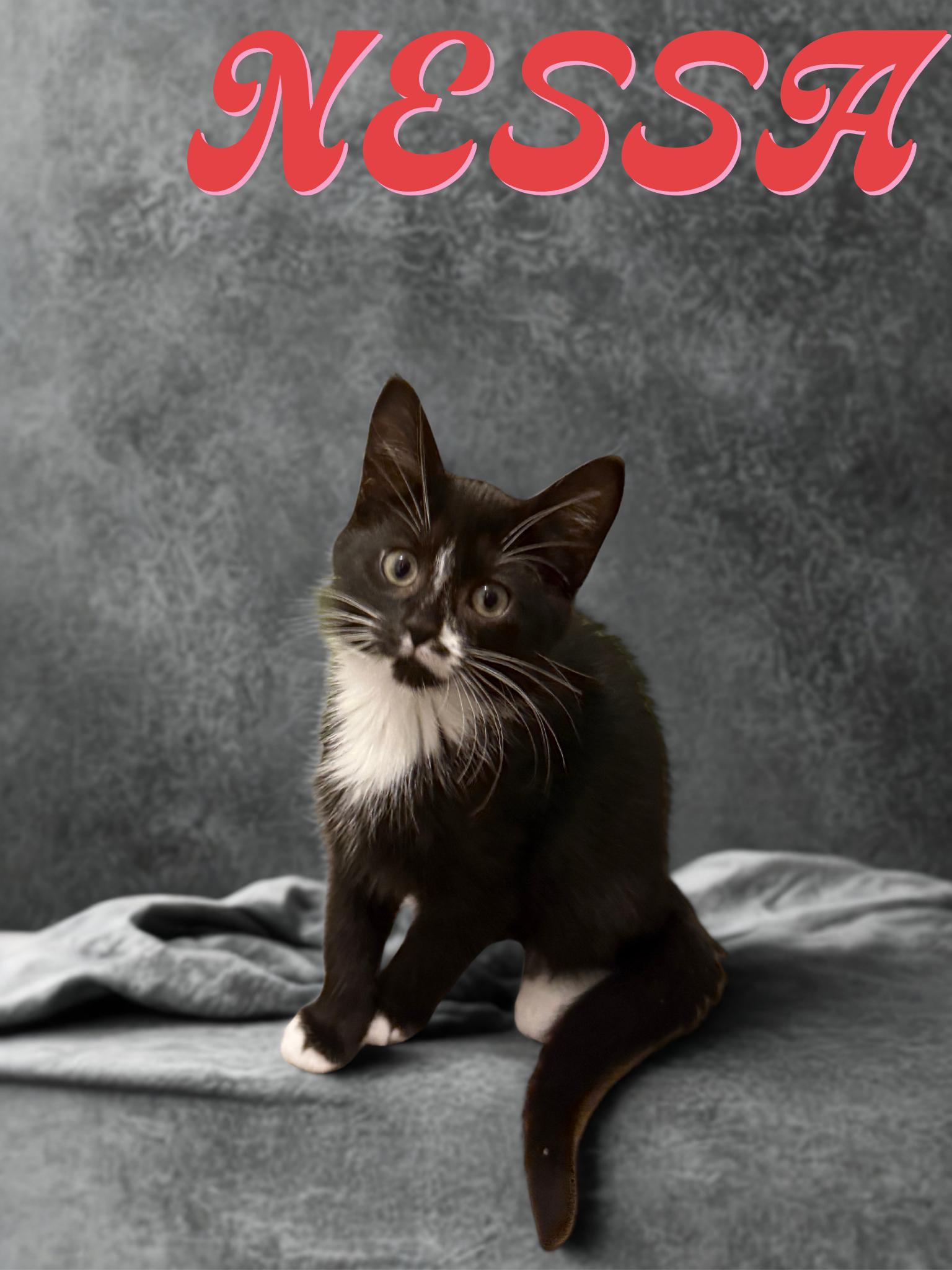 Nessa, adopted, Kitten Female Domestic Short Hair.