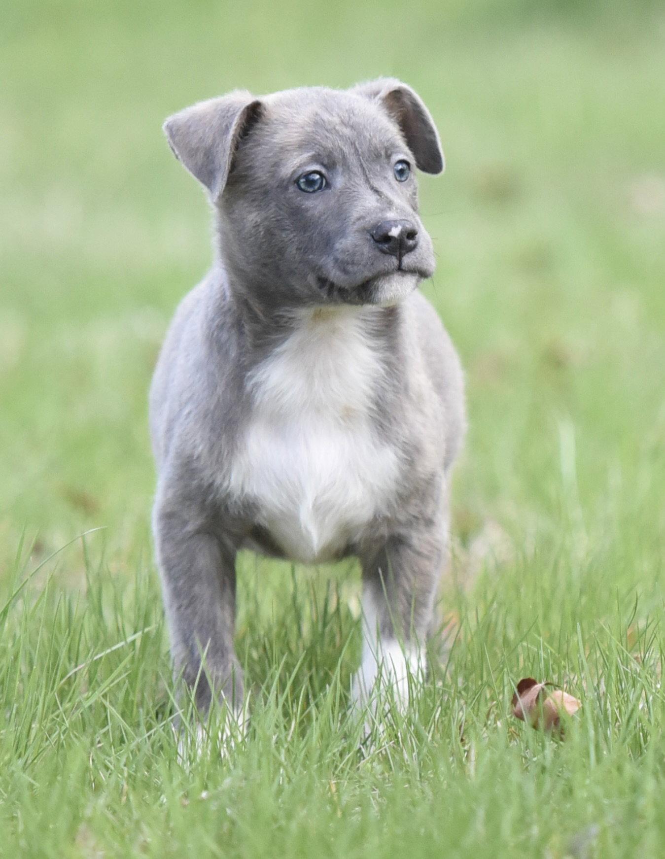 Enlarge Blue, a Adoptable mixed breed in Mechanicsburg, PA image 1/3