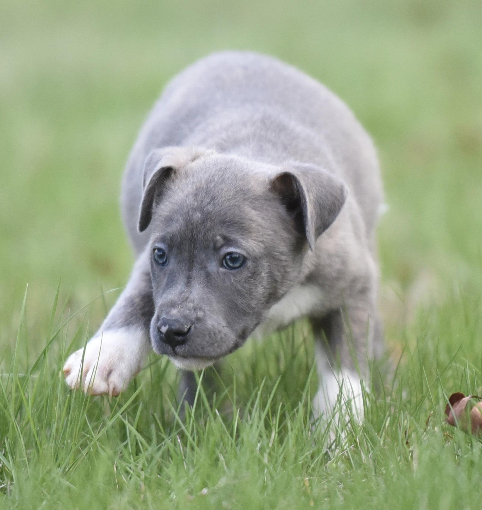 Enlarge Blue, a Adoptable mixed breed in Mechanicsburg, PA image 2/3