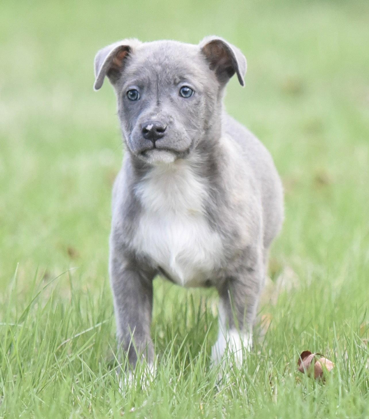 Enlarge Blue, a Adoptable mixed breed in Mechanicsburg, PA image 3/3