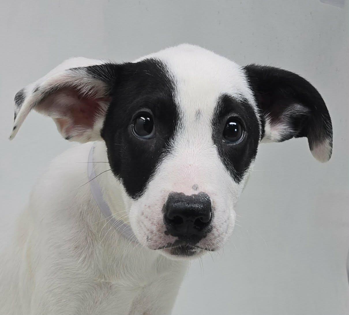 Angelo, Adoptable, Puppy Male Border Collie & Hound.