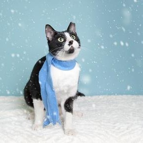 Bodhi — thumbnail 2