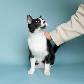 Bodhi — thumbnail 3