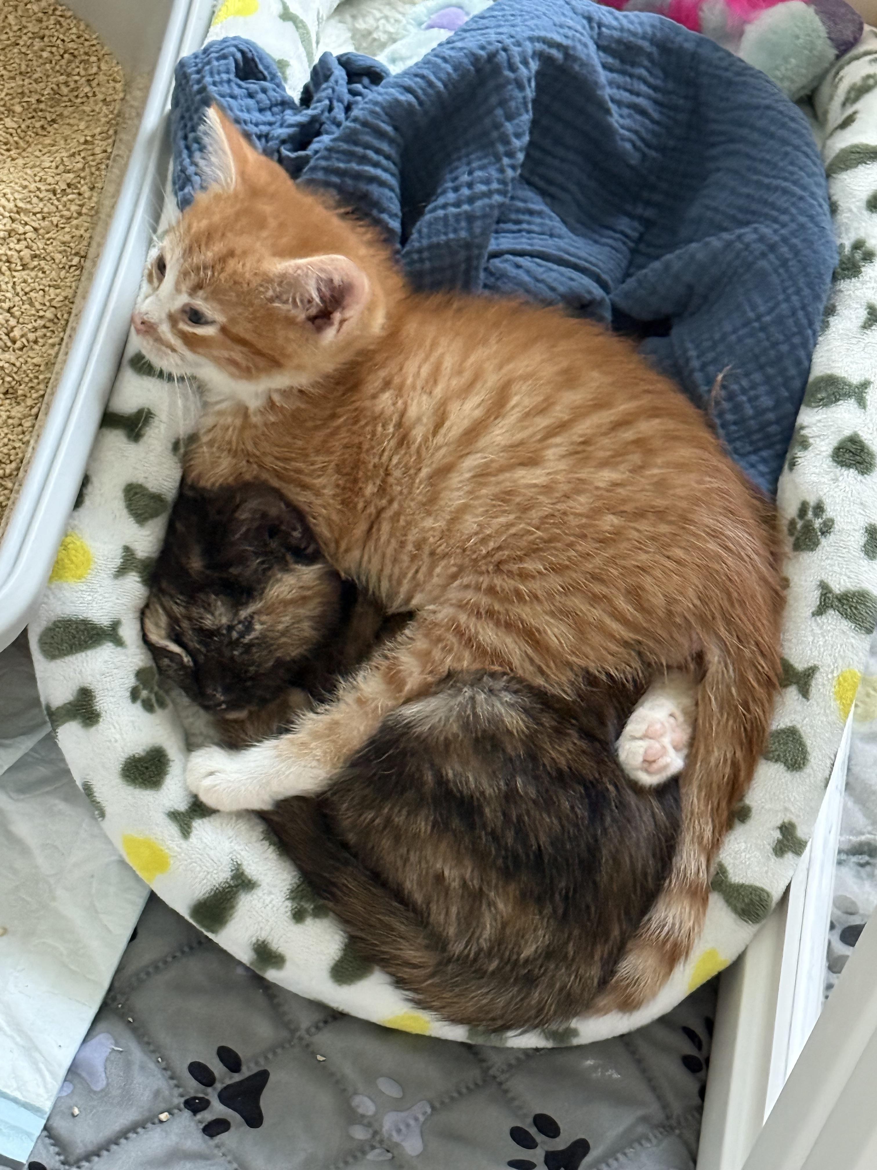 Enlarge Kenai, a ADOPTABLE Domestic Short Hair in Ponte vedra, FL image 2/3