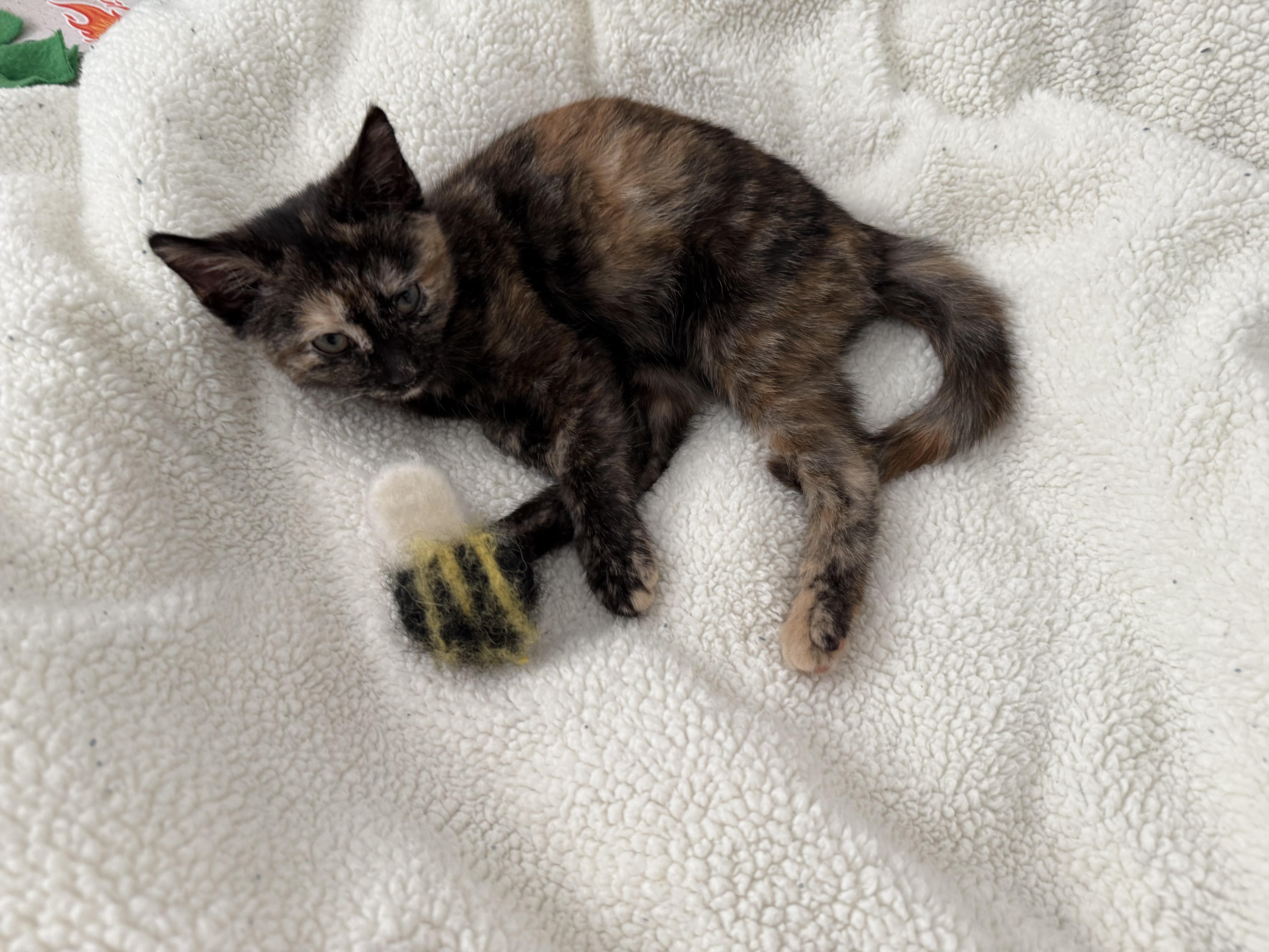 Enlarge Kenai, a ADOPTABLE Domestic Short Hair in Ponte vedra, FL image 1/3