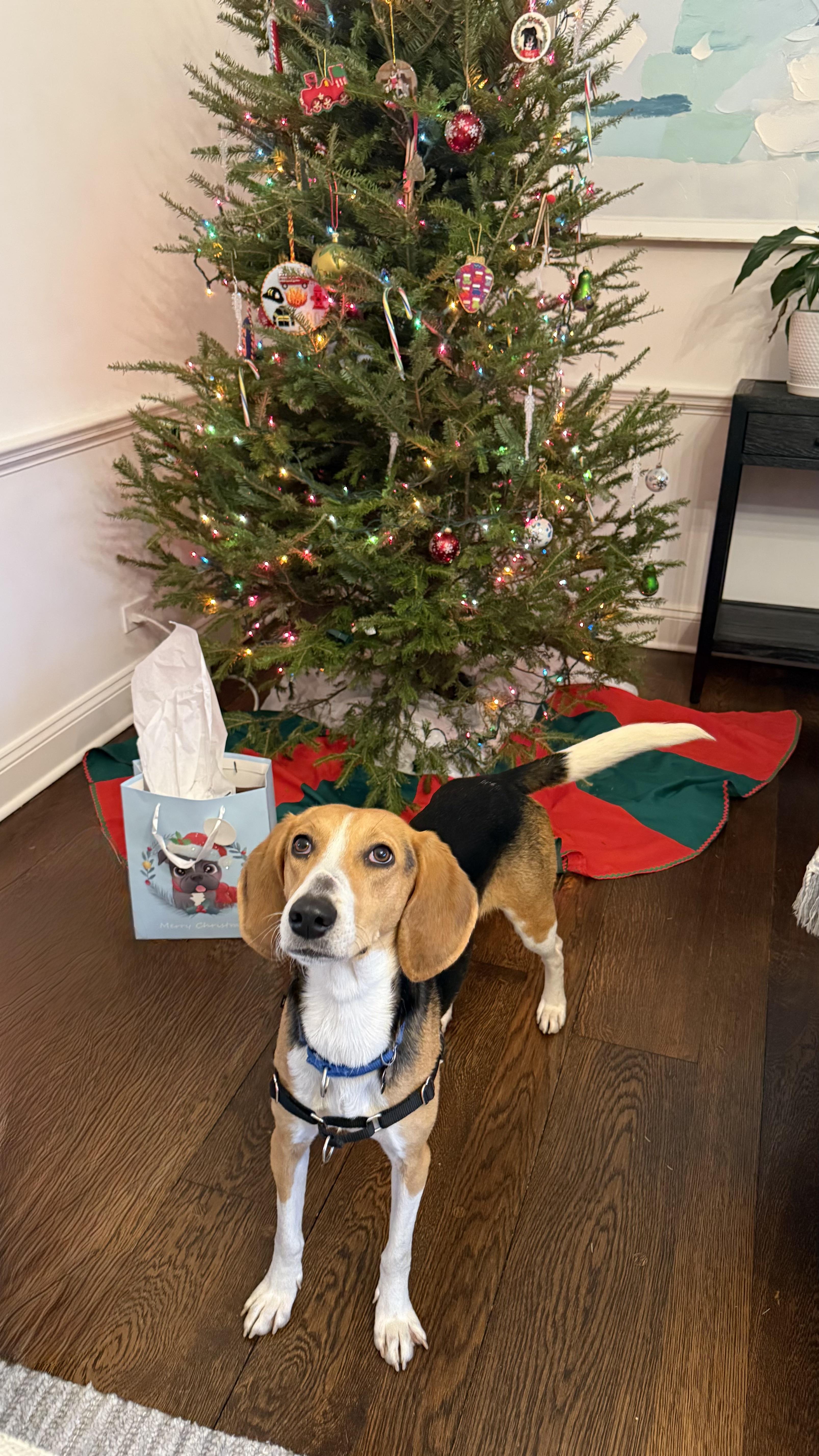 Enlarge Clara, a Adoptable Foxhound in Harrison, NY image 2/6