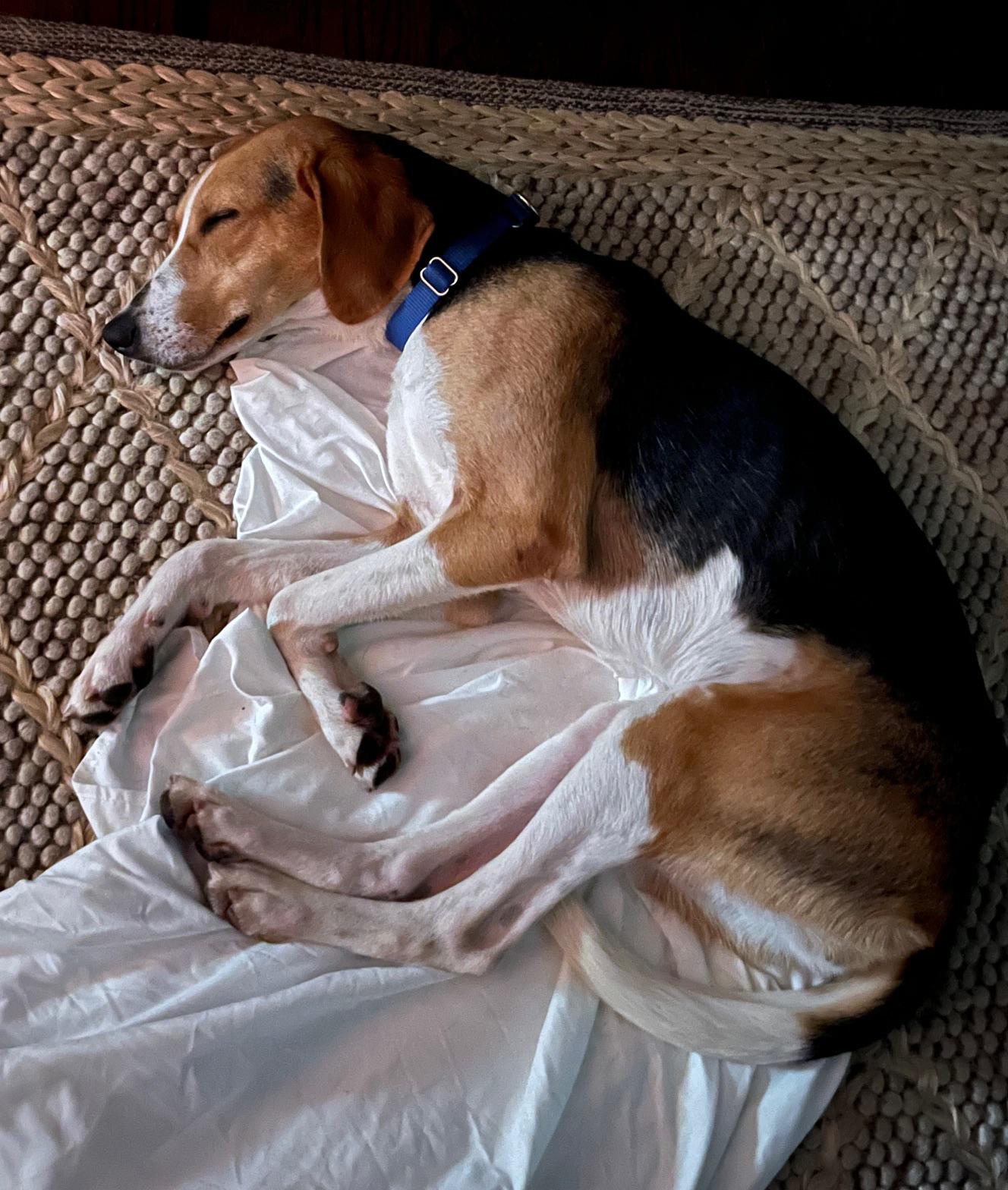 Enlarge Clara, a Adoptable Foxhound in Harrison, NY image 5/6