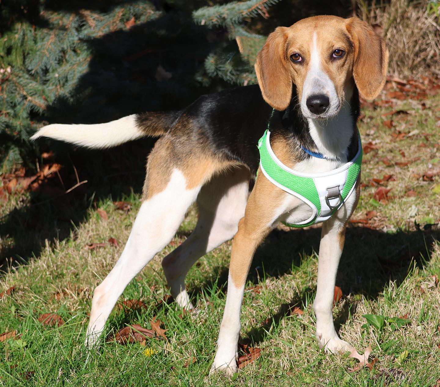 Enlarge Clara, a Adoptable Foxhound in Harrison, NY image 1/6