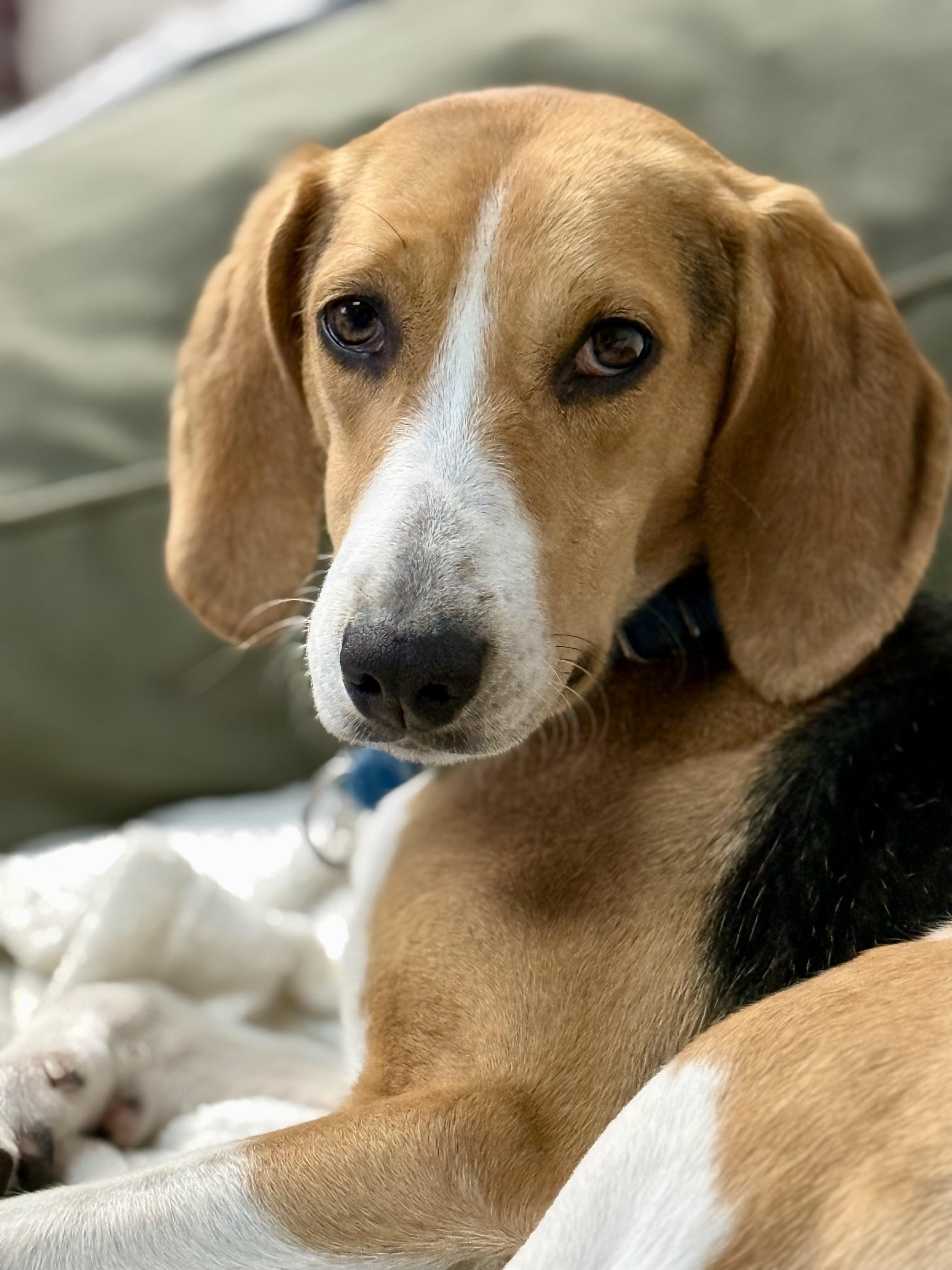 Clara, Adoptable, Young Female Foxhound.
