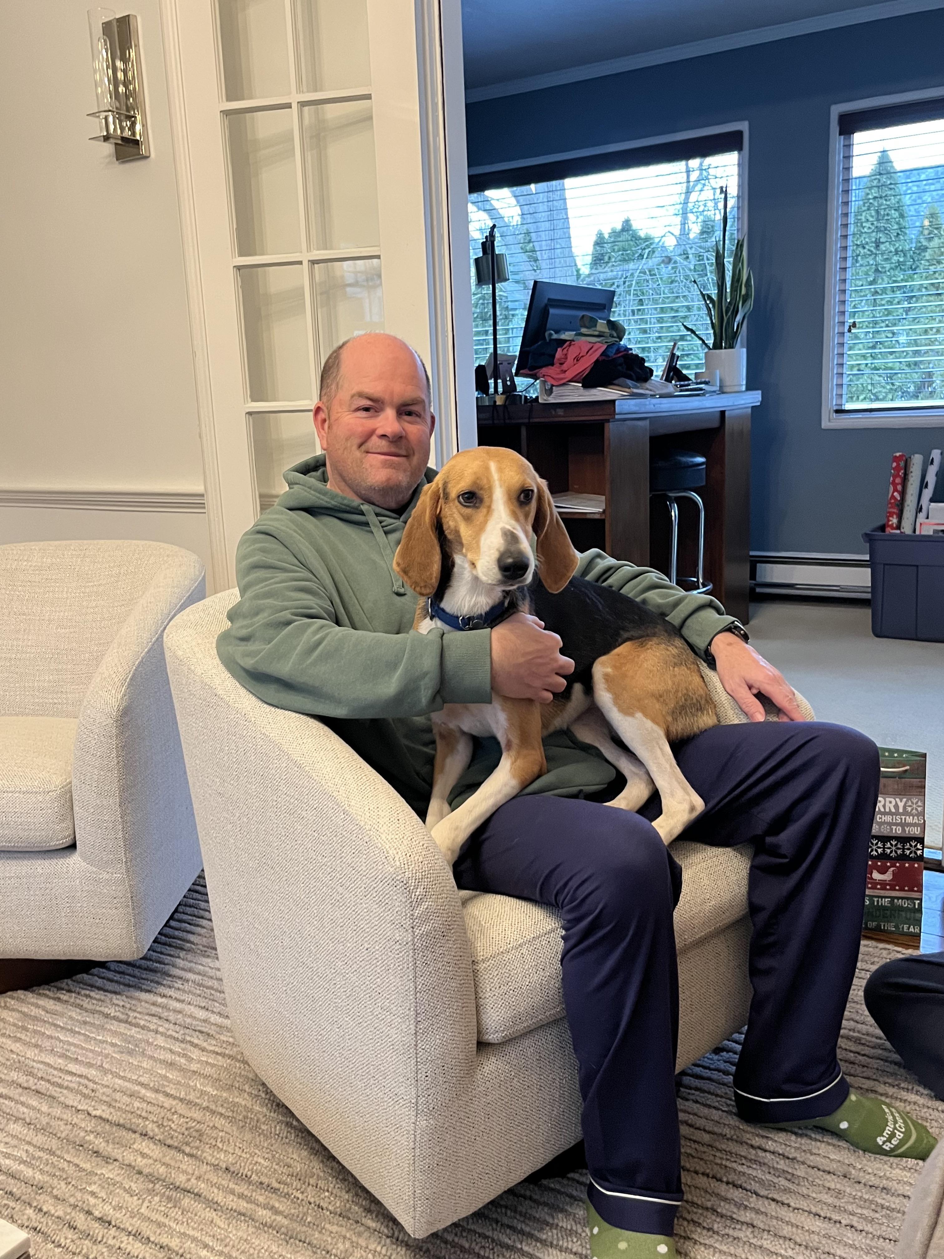 Enlarge Clara, a Adoptable Foxhound in Harrison, NY image 6/6