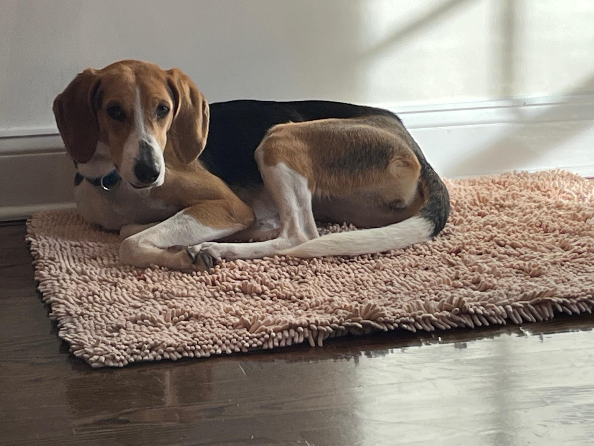 Clara, Adoptable, Young Female Foxhound.