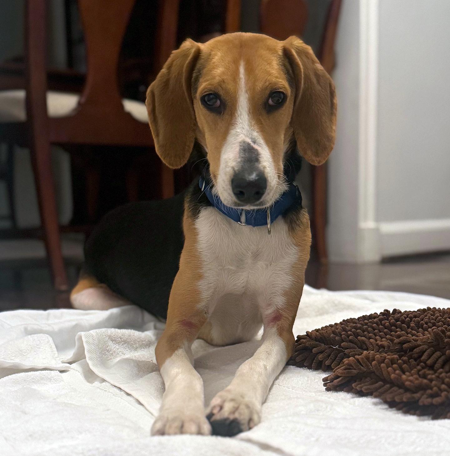 Enlarge Clara, a Adoptable Foxhound in Harrison, NY image 3/6