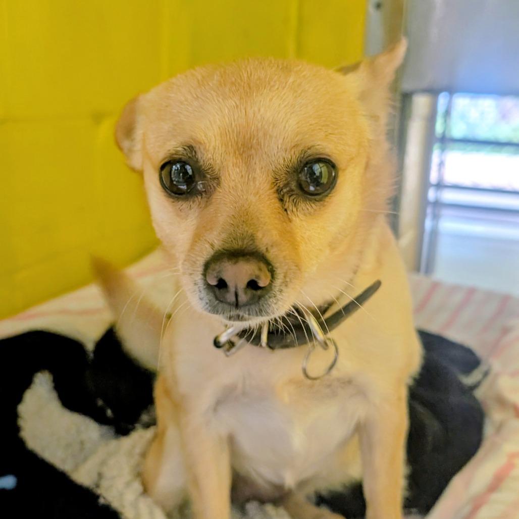 (Vet 5/21) Lily, Adoptable, Adult Female Mixed Breed.