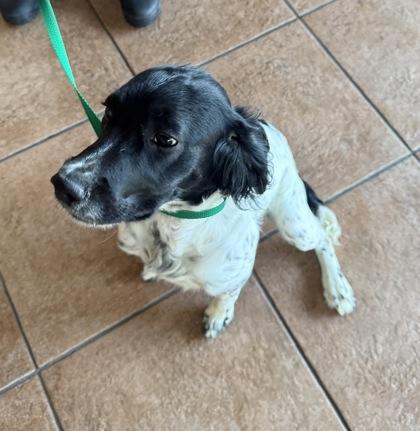 Enlarge Charlie, an adopted English Springer Spaniel in Haltom City, TX image 2/2