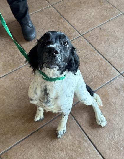 Charlie, adopted, Young Male English Springer Spaniel.