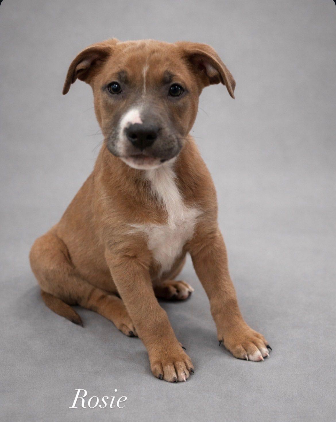 Enlarge Rosie, an adopted Mixed Breed in Riverdale, NJ image 1/3