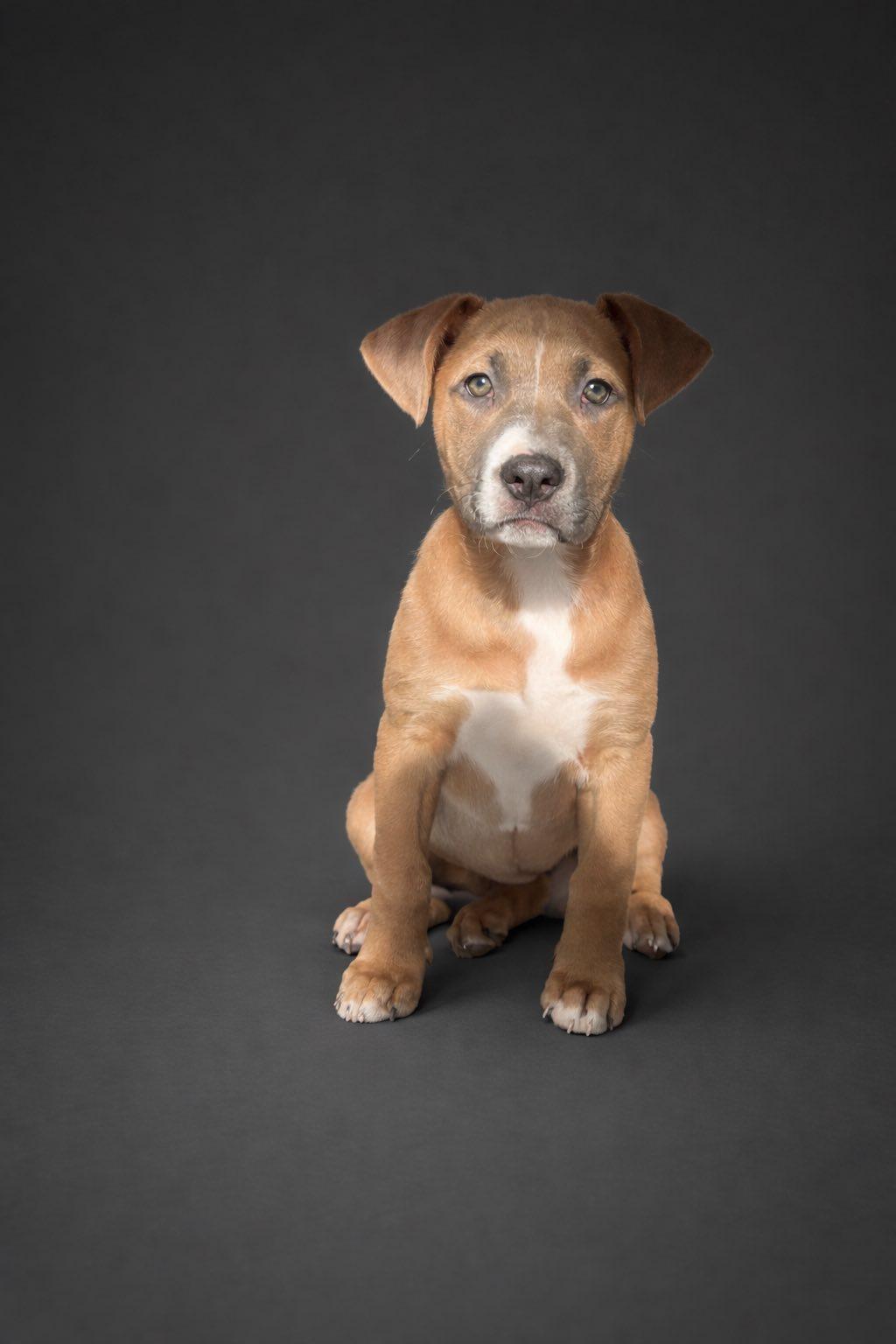 Enlarge Rosie, an adopted Mixed Breed in Riverdale, NJ image 2/3