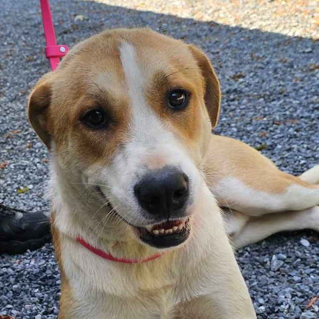 Floyd, Adopted, Adult Male Mixed Breed.