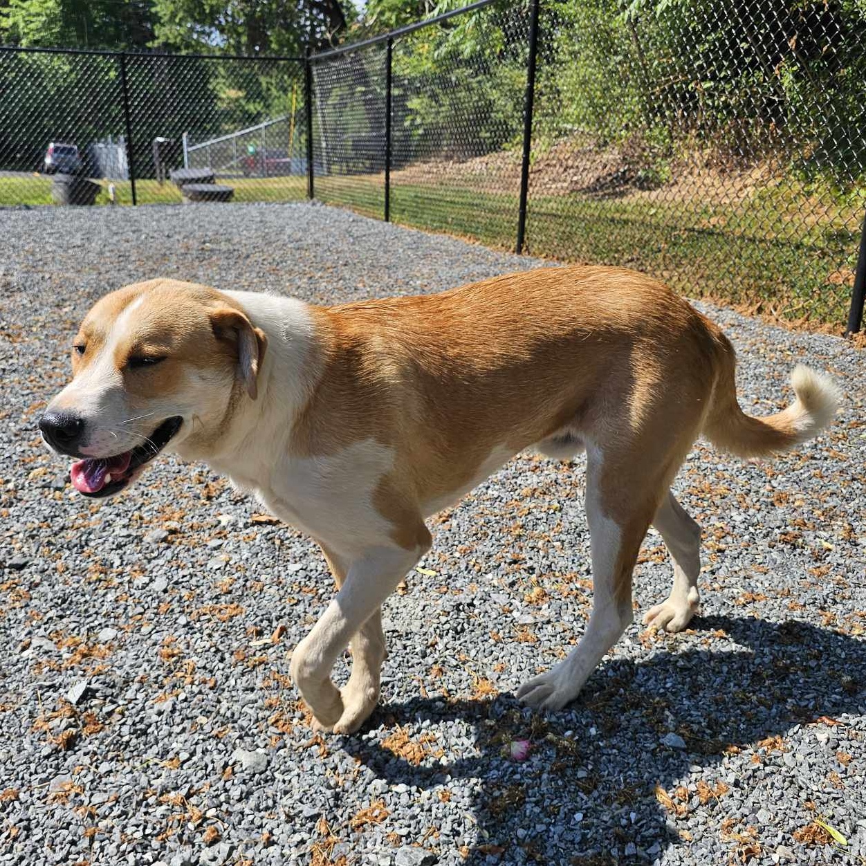 Enlarge Floyd, a Adopted Mixed Breed in Germanton, NC image 2/4