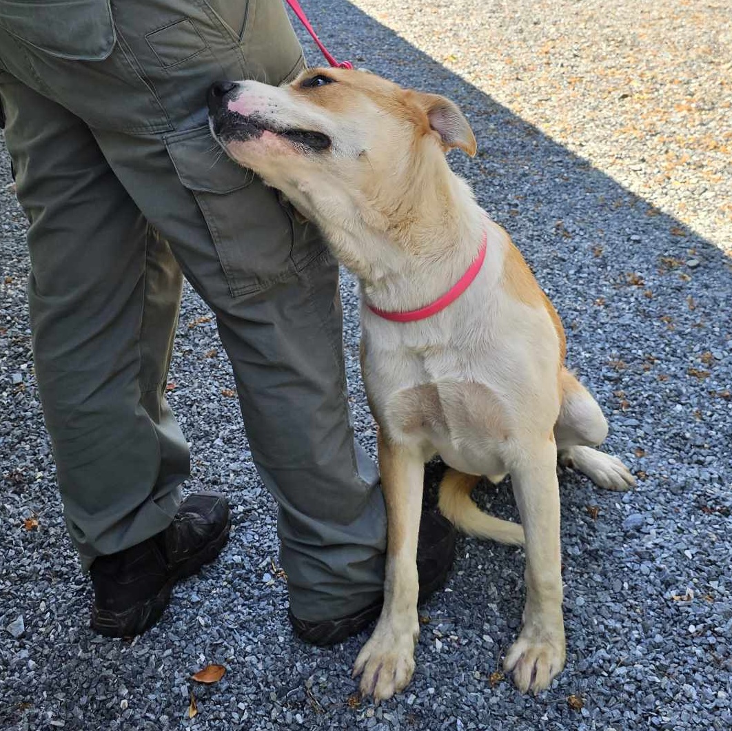 Enlarge Floyd, a Adopted Mixed Breed in Germanton, NC image 3/4