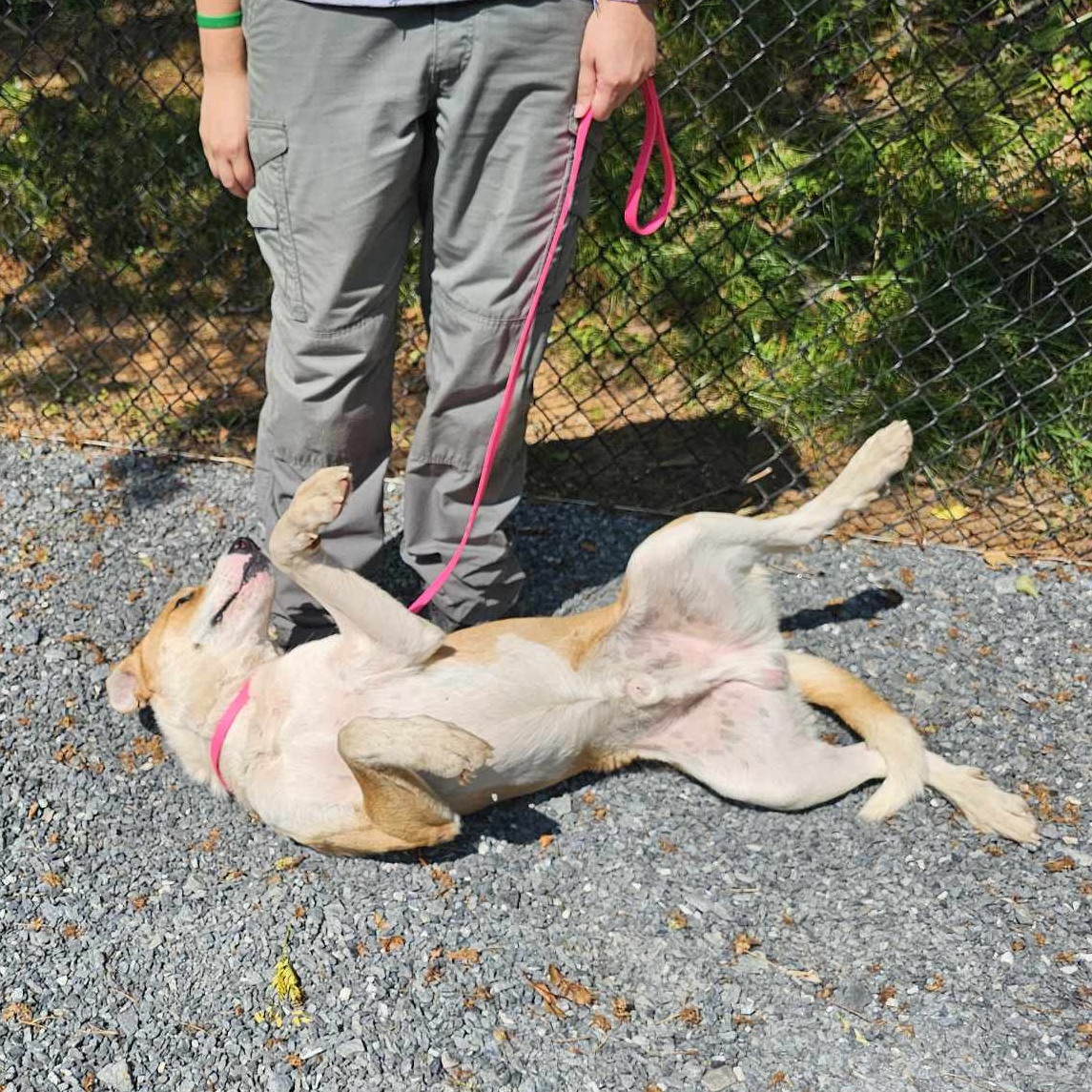 Enlarge Floyd, a Adopted Mixed Breed in Germanton, NC image 4/4