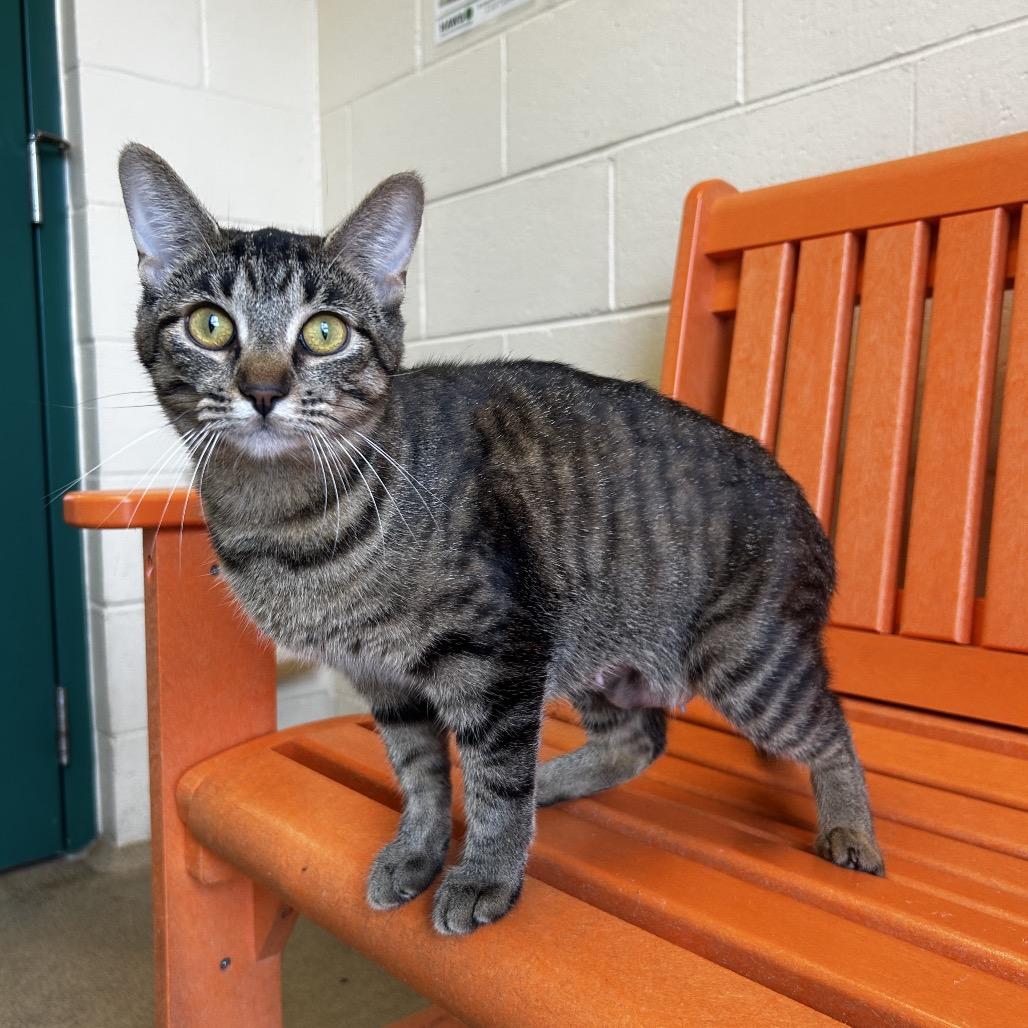 Enlarge Luisa, a Adoptable Domestic Short Hair in Waukesha, WI image 1/4