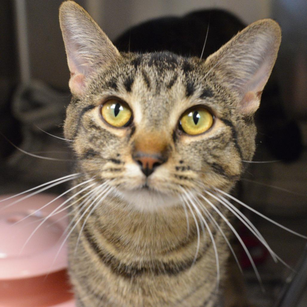 Enlarge Luisa, a Adoptable Domestic Short Hair in Waukesha, WI image 2/4