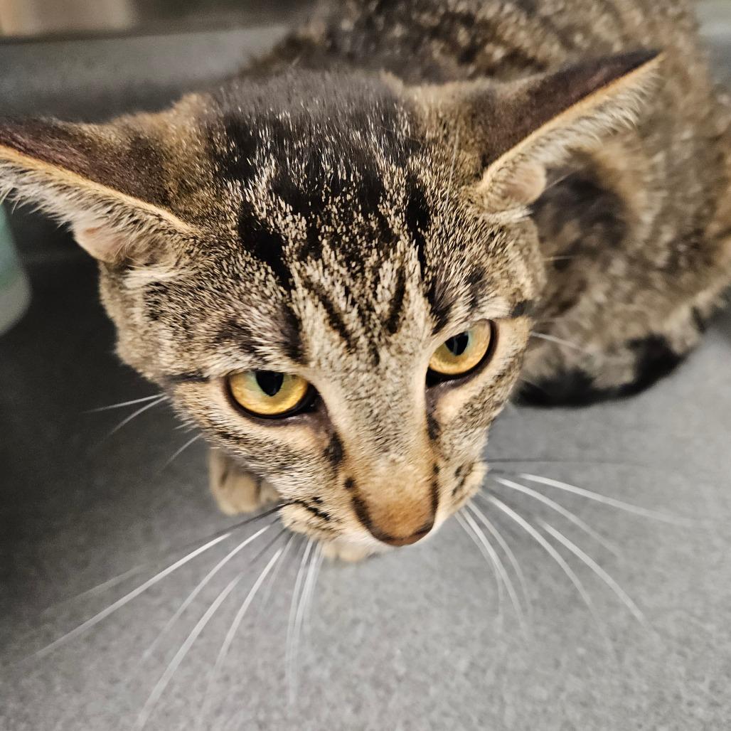 Enlarge Luisa, a Adoptable Domestic Short Hair in Waukesha, WI image 3/4
