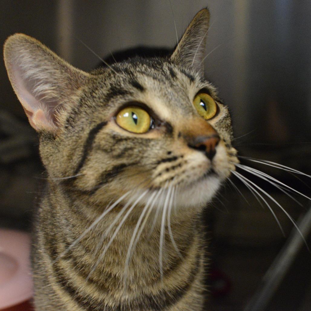 Enlarge Luisa, a Adoptable Domestic Short Hair in Waukesha, WI image 4/4