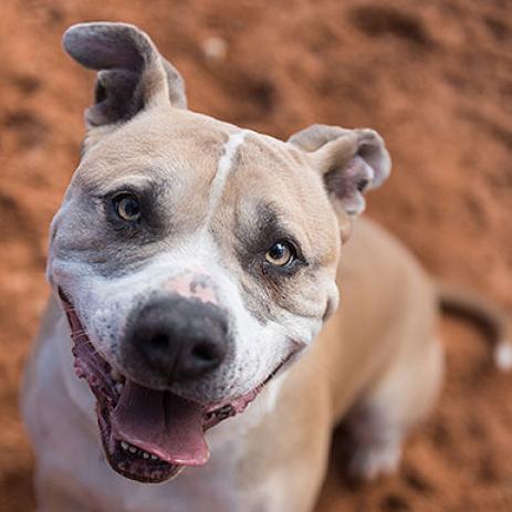 Barat, a Adoptable mixed breed in Kanab, UT image 4/6