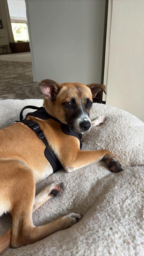 Callie, a Adoptable mixed breed in Valley Stream, NY image 2/6