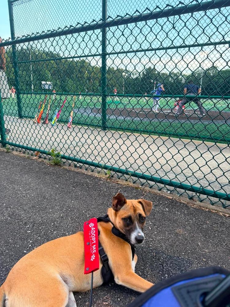 Callie, a Adoptable mixed breed in Valley Stream, NY image 2/6